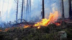 Lesné požiare Marek HORVÁT, Pavol HLAVÁČ Požiar kalamitnej plochy predstavuje priestor, ktorý nie je výškovo diferencovaný, ale je tvorený zlomami, vývratmi, stojacimi stromami, zvyškami