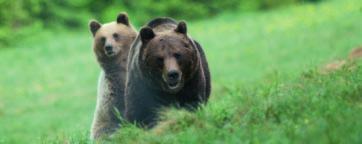 téma mesiaca medveď Marcel Lehocký LESY SR Za 12 rokov sa z celkového povoleného regulačného lovu 788 medveďov v skutočnosti ulovilo len 369 medveďov (47%), čím sa len neplnením regulačného lovu za