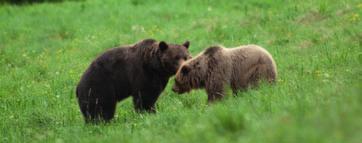 téma mesiaca medveď Leopold Dugovič Ministerstvo pôdohospodárstva SR Závažným faktorom, ktorý sťažil lov medveďov v rokoch 2003 a 2008 bolo povolenie výnimky na ich usmrtenie až v septembri, októbri