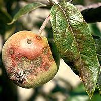askospóry, spôsobujúce nákazu mladých listov a plodov. K uvoľňovaniu askospór dochádza od apríla do júna, preto tieto mesiace sú rozhodujúcim obdobím v boji proti chrastavitosti.