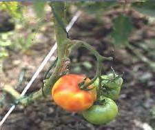 ha -1. Pri pestovaní rajčiakov z priesady vysádzame v spone 0,2-0,3 m x 0,7 m. Počas pestovania je veľmi dôležité robiť ochranu proti chorobám, a škodcom.