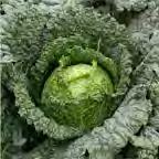 2.3.2 Kel hlávkový (Brassica oleracea L. conval. oleracea var. sabauda L.) Z hľadiska nutričnej hodnoty je významná zelenina. Obsahuje 800-1000 mg vitamín C.