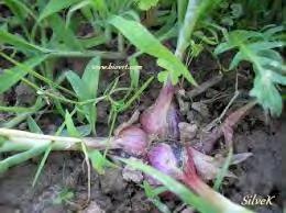 2.4.2 Cibuľa šalotka (Allium ascalonicum Stand.)(MILKA) Obsahuje veľa minerálnych látok K, P, S, Ca, ďalej vitamíny 130 mg vitamínuc.kg -1 č.h., ďalej vitamíny E, PP.