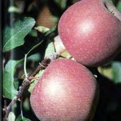 skladovateľnosť má do apríla až mája. Úrodnosť je stredná, plody sú atraktívnej veľkosti a tvaru, červenej farby, kyslastej príjemnej chuti.
