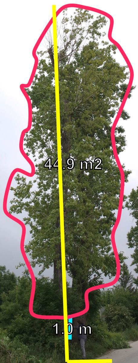 Tomogram a LayerMap dreviny vo výške 140 cm od povrchu pôdy Na základe