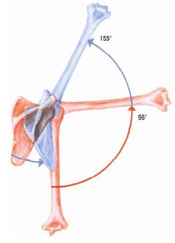 oblý sval (m. teresamajor) a na vnútornej rotácii humeru sa podieľa sval podlopatkový (m. subscapularis). (6) Obrázok 3 Pohyb ramenného kĺbu a lopatky pri obdukcii Zdroj (6) 3.2.