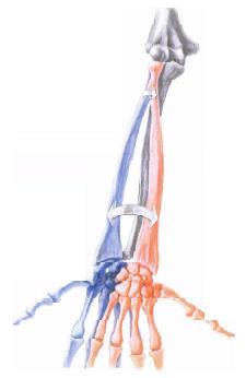 Svaly predlaktia zahŕňajú tri skupiny svalov uložených vo vrstvách.