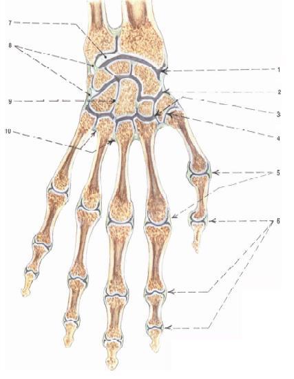 articulationes metacarpophalangeae (záprstnočlánkové kĺby) - päť kĺbov medzi hlavicami metakarpov a proximálne články prstov