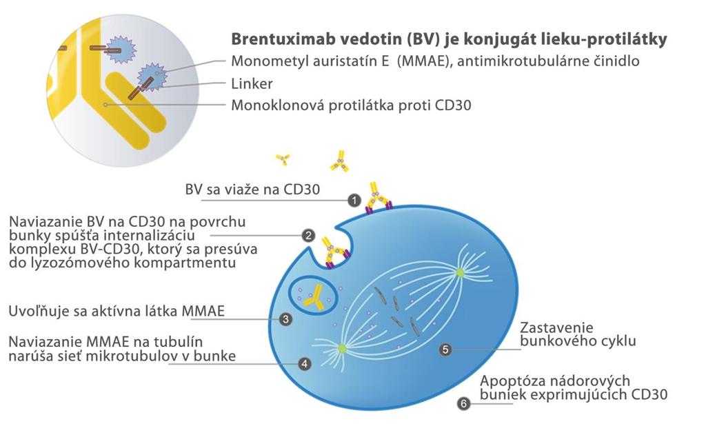 Obrázok 1 Brentuximab vedotin a mechanizmus účinku Skutočnosť, že cieľom lieku je CD30 antigén na povrchu malígnych buniek, umožňuje brentuximab vedotinu prekonať rezistenciu voči chemoterapii,