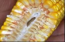 Boj proti škodcom (Ostrinia nubilalis) Aj klasy kukurice môžu byť napadnuté. Pri silnom napadnutí môže byť strata na úrode až 30%.