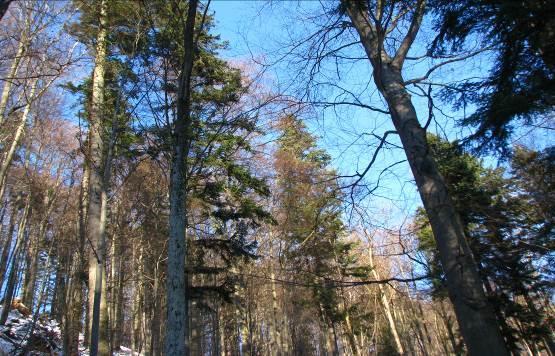 Porast 767 Kategória lesa O, sklon 60%, výmera 2,58 ha, vek 110 r., zakm. 0,7, zast.