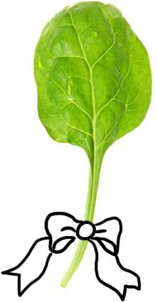 Nutrične je špenát veľmi zaujímavá zelenina, ktorá sa radí medzi významné zdroje kyseliny listovej. Tá je zásadná najmä pre ženy, ktoré sa chystajú otehotnieť alebo sú na počiatku tehotenstva.