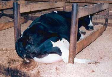 Prehľad kampaní Slobody Zvierat I HOSPODÁRSKE ZVIERATÁ Pri tvorbe 18 litrov mlieka denne vynakladá krava enormné úsilie a podľa výpočtov vedcov jej organizmus podstupuje každodennú záťaž, ktorá sa