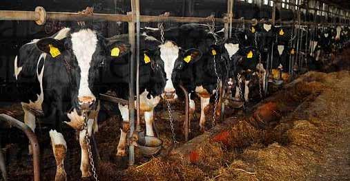 Prehľad kampaní Slobody Zvierat I HOSPODÁRSKE ZVIERATÁ Ako na to? Pridali sme sa k medzinárodnej kampani Happy Cows Podpisujeme petíciu za prijatie európskej smernice za welfare dojníc.
