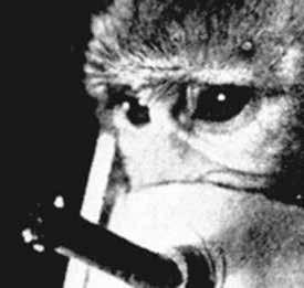 Prehľad kampaní Slobody Zvierat I ZVIERATÁ VO VÝSKUME výskumníci na čele s Philipom Morrisom umiestnili tisíce potkanov do úzkych nádobiek, kde im vpúšťali cigaretový dym cez nos priamo do dýchacích