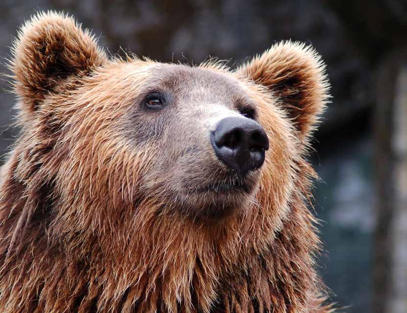 Prehľad kampaní Slobody Zvierat I DIVOŽIJÚCE ZVIERATÁ Kontajnerové medvede - čo s nimi?