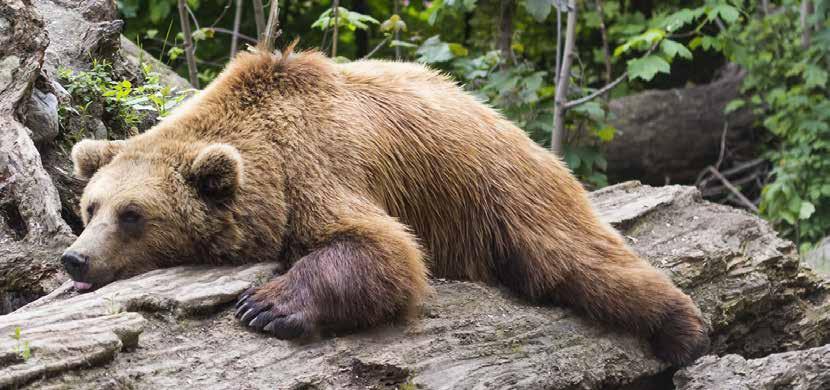 Prehľad kampaní Slobody Zvierat I DIVOŽIJÚCE ZVIERATÁ ho budú využívať, lebo sú ľahkým zdrojom výdatnej potravy. Medvede svoju plachosť strácajú postupne, naučia sa nebyť plachými.