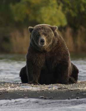 Prehľad kampaní Slobody Zvierat I DIVOŽIJÚCE ZVIERATÁ Nekorunovaný kráľ našich lesov Medveď hnedý (Ursus arctos) je najväčší všežravec našich lesov.