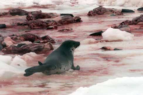 Prehľad kampaní Slobody Zvierat I DIVOŽIJÚCE ZVIERATÁ Stop komerčnému lovu tuleňov!