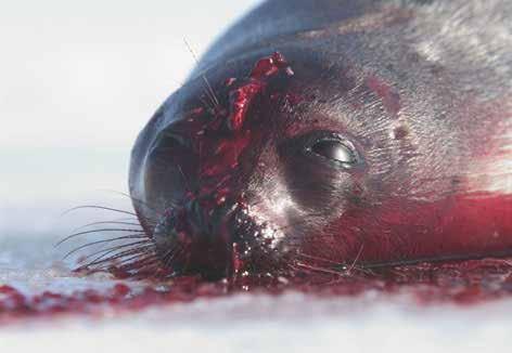 Prehľad kampaní Slobody Zvierat I DIVOŽIJÚCE ZVIERATÁ Komerčný lov tuleňov prebieha na odľahlých miestach, v ťažkom teréne a vo veľkých rýchlostiach, čo znemožňuje šetrné zabíjanie.