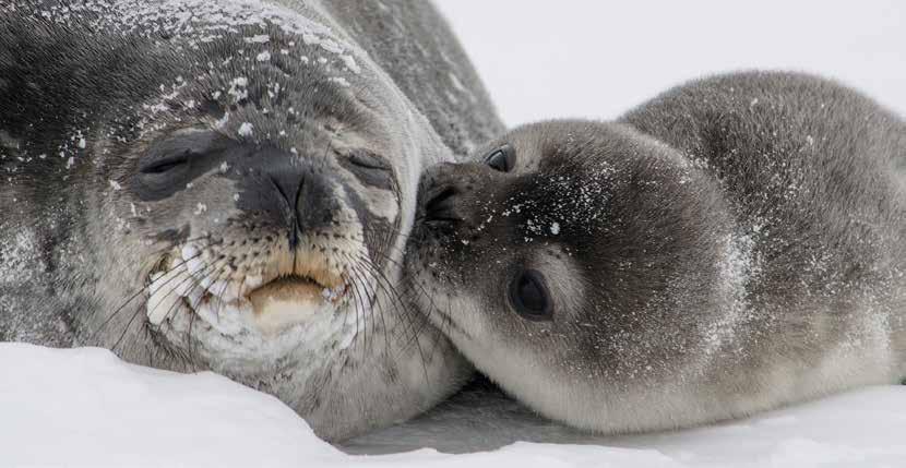 Prehľad kampaní Slobody Zvierat I DIVOŽIJÚCE ZVIERATÁ História boja za zákaz komerčného lovu tuleňov V 60. a 70. rokoch 20.