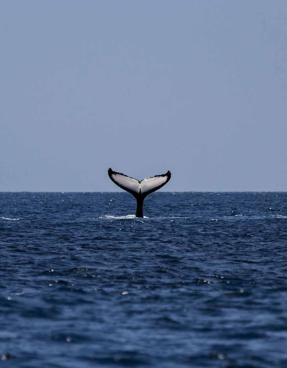 Prehľad kampaní Slobody Zvierat I DIVOŽIJÚCE ZVIERATÁ Pomôžte zachovať zákaz lovu veľrýb Od roku 1987 Japonsko zabilo vyše 11 000 veľrýb, bez hanby sa vzpierajúc globálnemu zákazu.