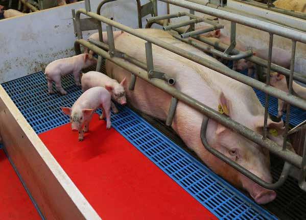 Prehľad kampaní Slobody Zvierat I HOSPODÁRSKE ZVIERATÁ Fotografia: Lorraine O Sullivan Žiadame dodržiavať zákony na ochranu prasiat + Project Pig Na svete je chovaných 500 miliónov prasiat v