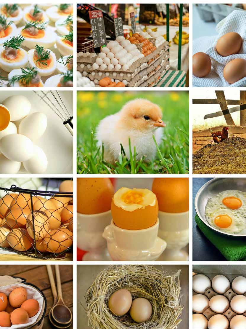 Prehľad kampaní Slobody Zvierat I HOSPODÁRSKE ZVIERATÁ Neklietkové vajíčka v obchodných reťazcoch na Slovensku Otázka spôsobu chovu zvierat, od ktorých pochádzajú potraviny, ktoré konzumujeme, sa