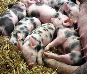 Prehľad kampaní Slobody Zvierat I HOSPODÁRSKE ZVIERATÁ Project Pig Inšpektori partnerských organizácií chceli zistiť, ako chovatelia v EÚ dodržiavajú legislatívu na ochranu prasiat.