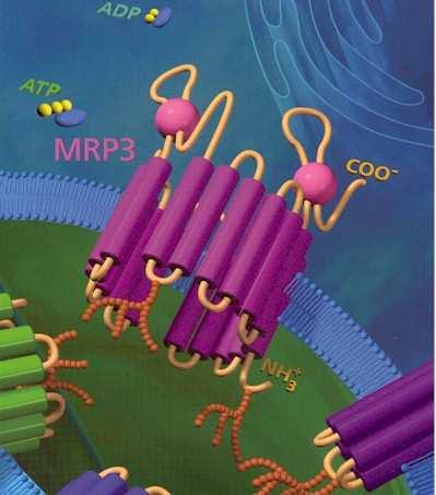 Pgp pozostáva z 1280 aminokyselín a dvoch homológnych symetrických sekvencií obsahujúcich šesť transmembránových domén a dve ATP-viažuce domény (obr.2.6, [24]). Obr.2.6: Štruktúra MDR transportéra v ľudských bunkách: (A) P-glykoproteín [25], (B) MRP3 [26].