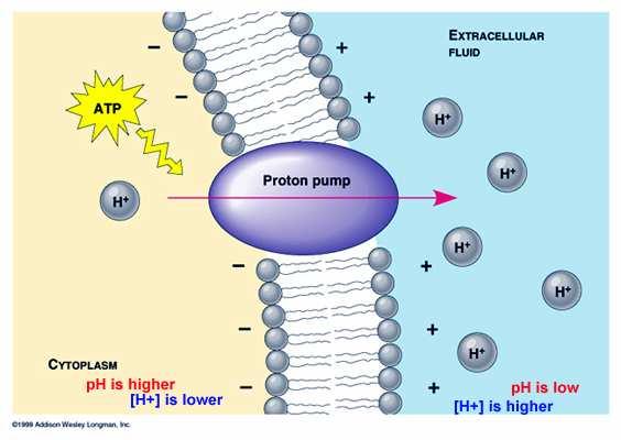 Obr 2.7: Schematické znázornenie funkcie H + -ATPázy v bunkách kvasiniek [29]. 2.3.