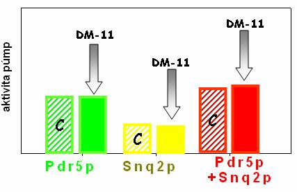 (B) Znázornenie aktivity púmp buniek kmeňov AD12 (Pdr5p), AD13 (Snq2p) a US50-18C (Pdr5p a Snq2p) s neovplyvneným Ψ (C - kontrola) a s nižším Ψ (po pridaní DM- 11). Obr.4.