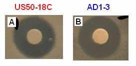 B) Vplyv BAC na aktivitu MDR púmp (látka interagujúca s pumpou Pdr5p) Pridanie BAC (benzalkónium chlorid) k bezpumpovým kontrolným bunkám vedie k pomerne výraznému poklesu ich membránového potenciálu
