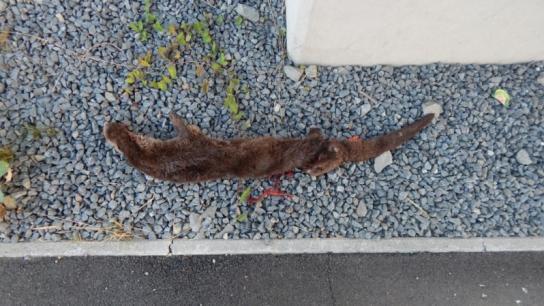 Obr. 13: Detail vydry zrazenej 3.7. 2015 (kadáver č. 7) na ceste I/16 vo Zvolene (foto M. Slamka). Fig. 13: Detail of Eurasian otter (cadaver No. 7), killed by a vehicle 3.7. 2015 on the road I/16 in Zvolen (photo M.