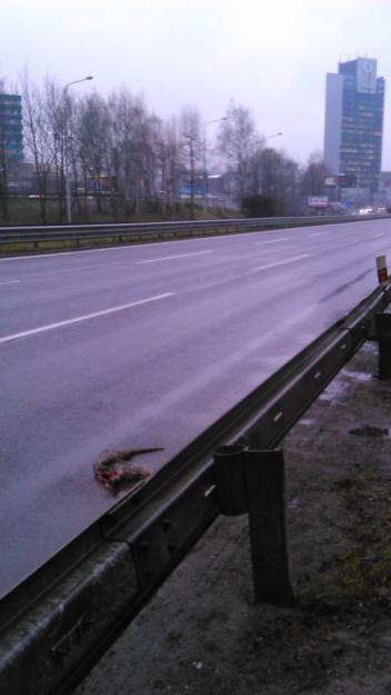 17: Vydra riečna zrazená 16. 1. 2014 na rýchlostnej ceste R1 v Banskej Bystrici-Radvani (foto S. Ondruš).